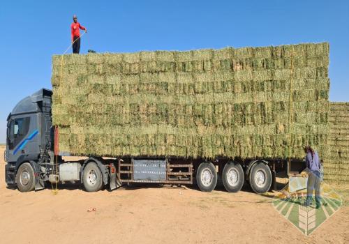 برسيم رشاش صافي