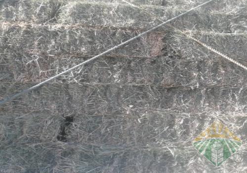 برسيم طبرجل