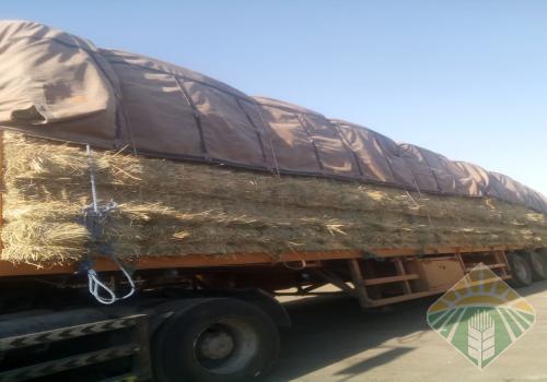 رودس القصيم