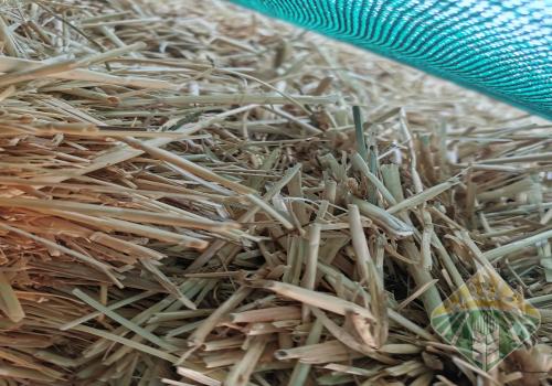 تبن قمح حايل