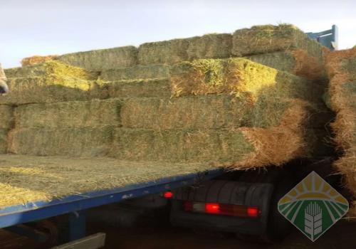 برسيم مخلوط