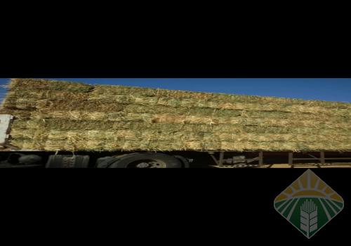 ذره خضراء امريكيه