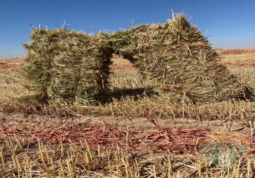 ذرة حمراء جيزانية